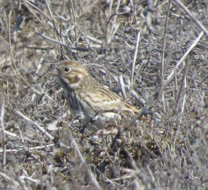 Vesper Sparrow - ML120546781