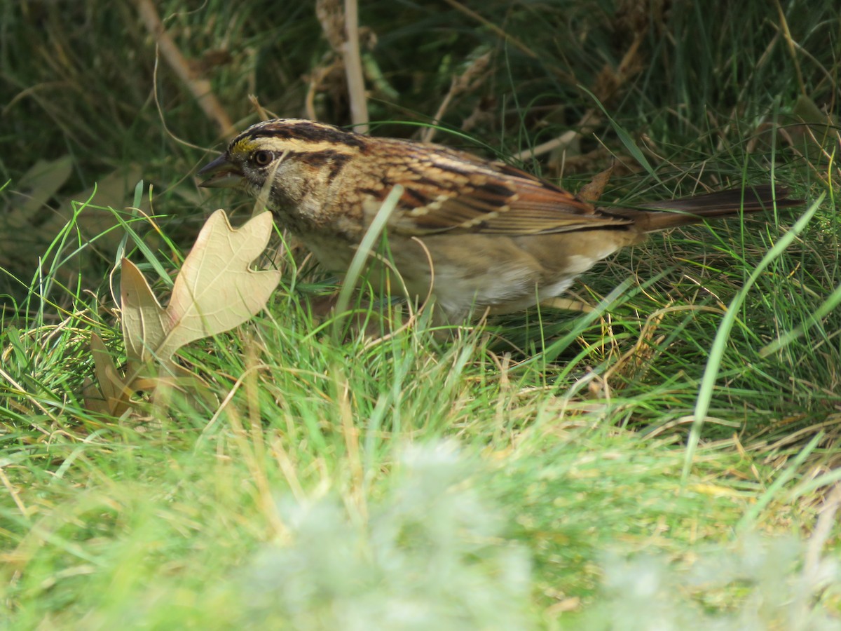 White-throated Sparrow - Rebecca Laroche