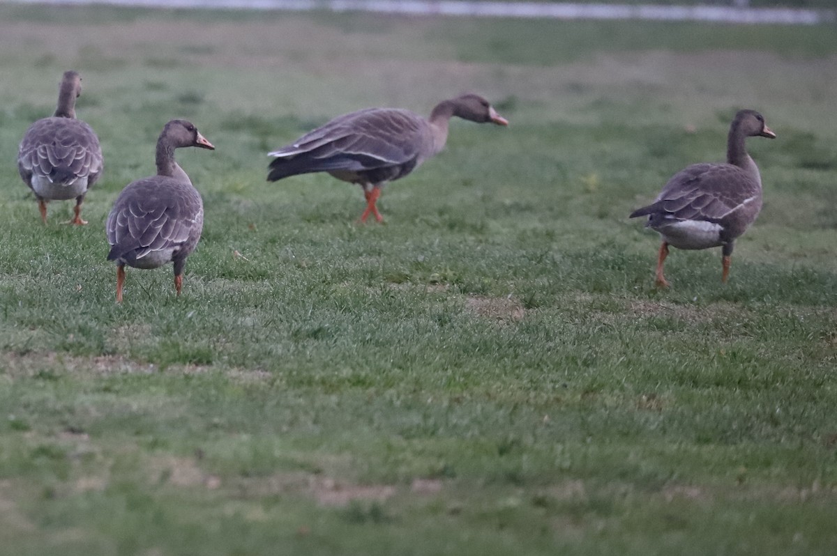 Greater White-fronted Goose - Walter Thorne