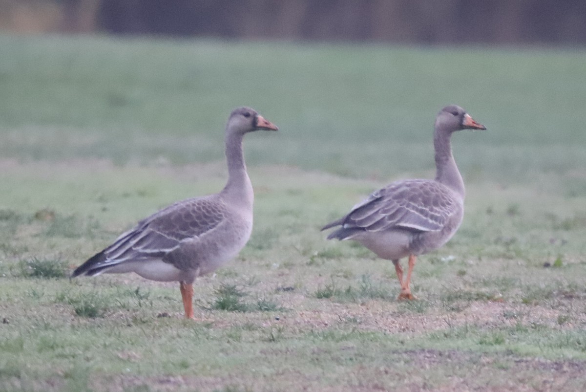 Greater White-fronted Goose - Walter Thorne