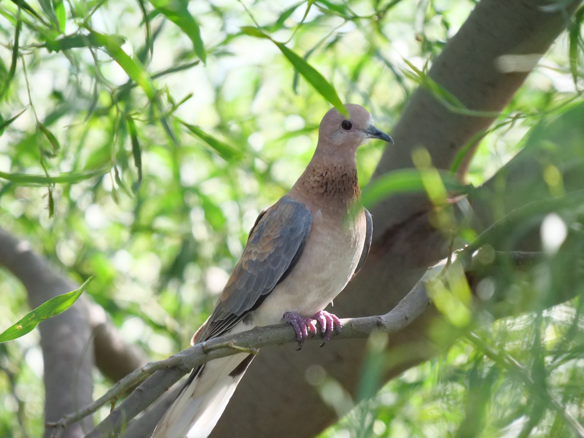 Laughing Dove - ML120550161