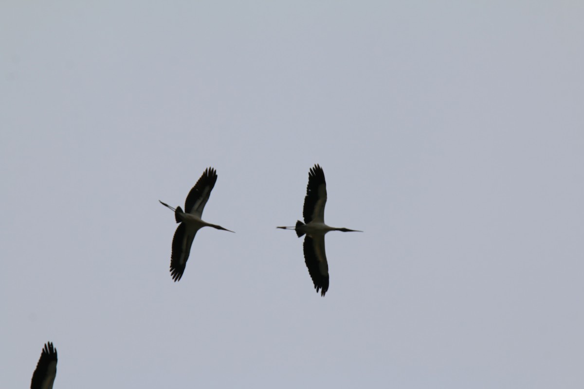 Wood Stork - ML120550711