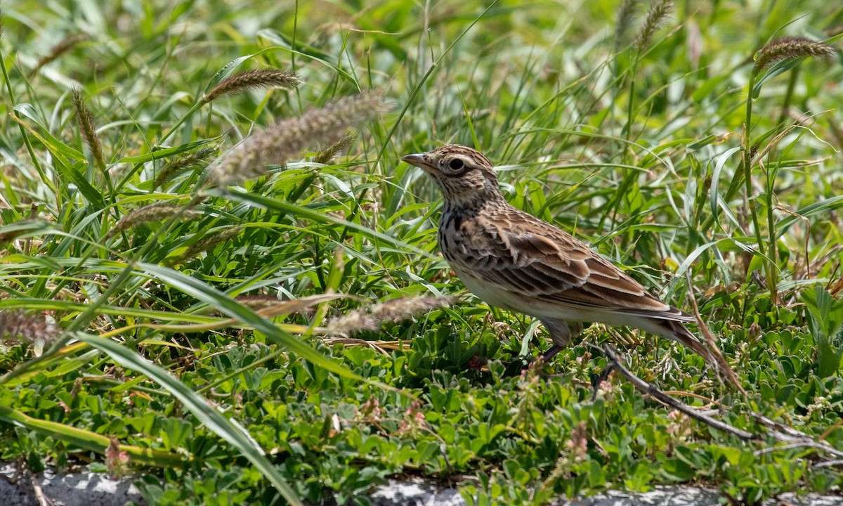 Eurasian Skylark - Drew Weber