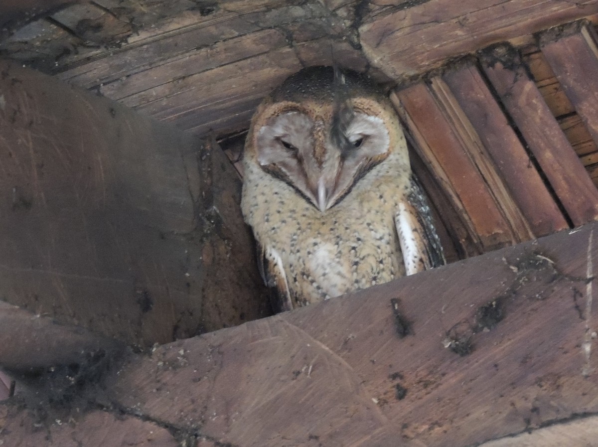 Barn Owl (Galapagos) - Anita Gould