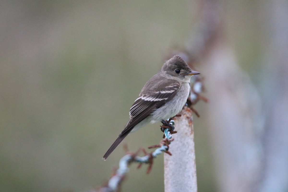 Eastern Wood-Pewee - Michelle Cano 🦜