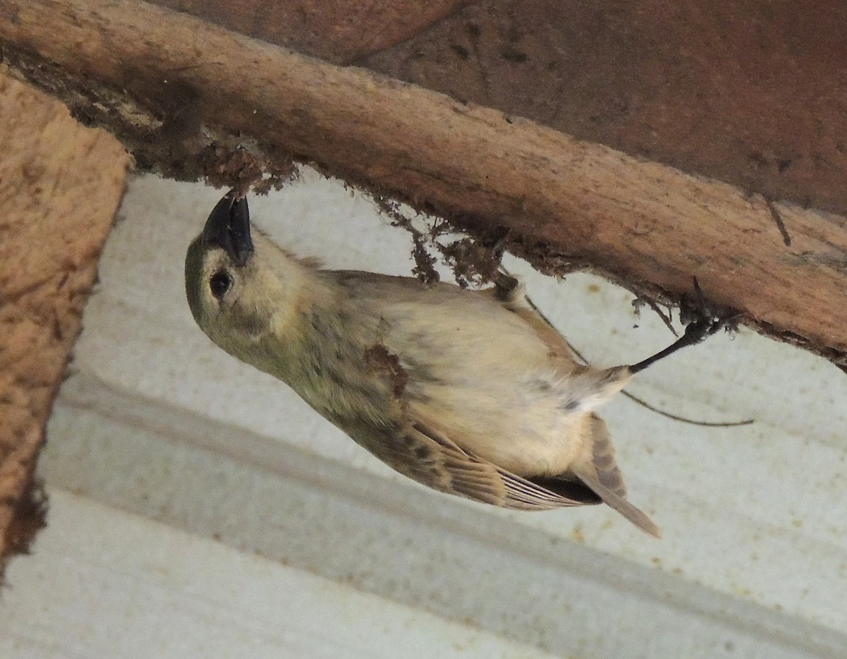 Woodpecker Finch - ML120553031