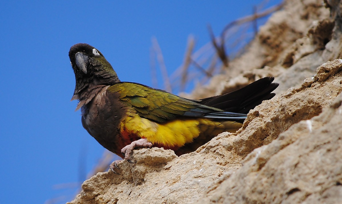 Burrowing Parakeet - andres ebel