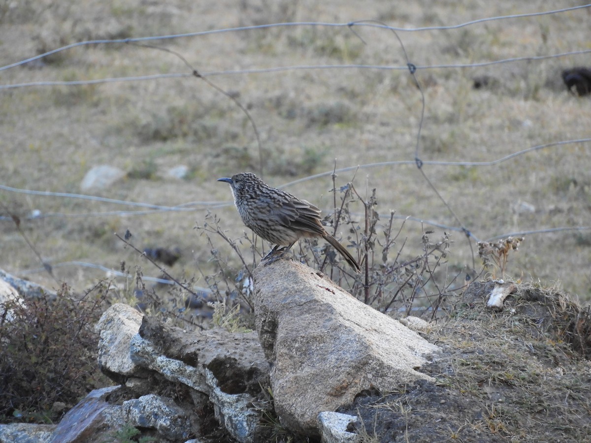 Giant Babax - Denis Corbeil