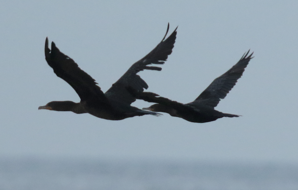 Neotropic Cormorant - ML120555321