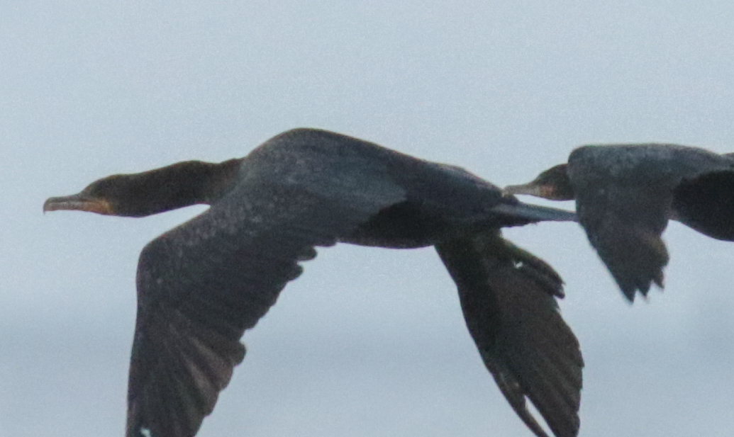 Cormorán Biguá - ML120555331