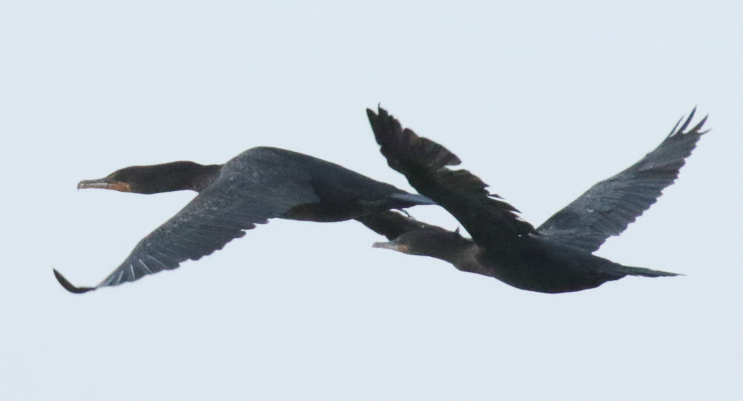 Cormorán Biguá - ML120555371