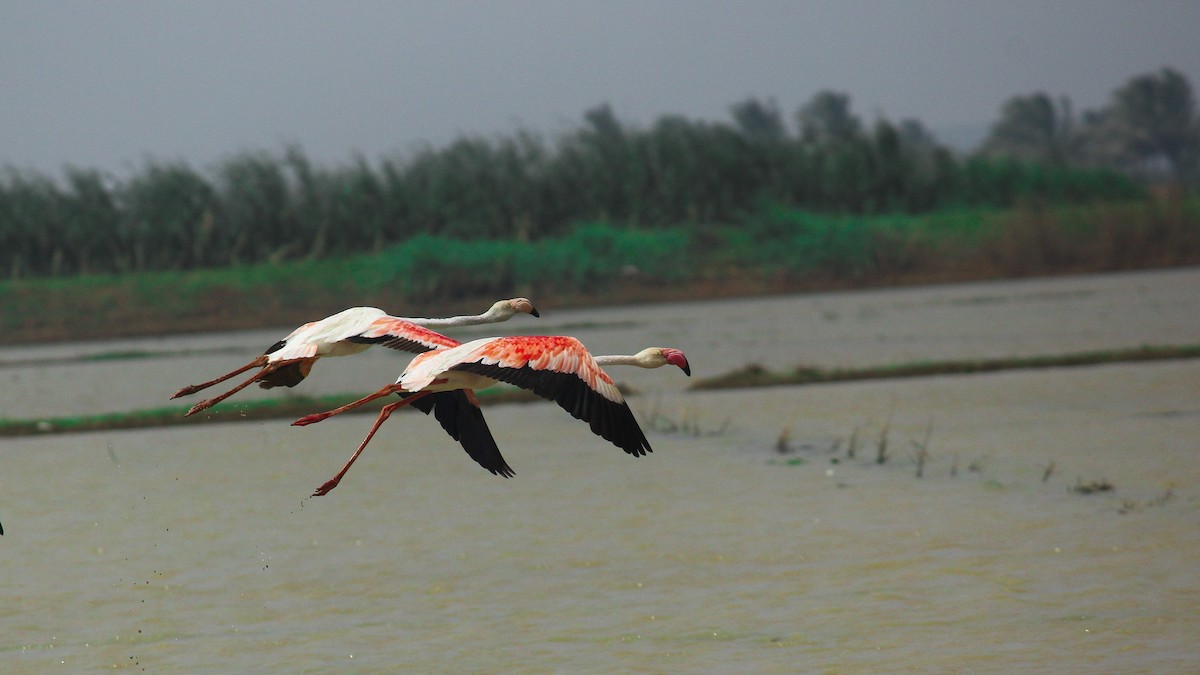 Greater Flamingo - ML120555731