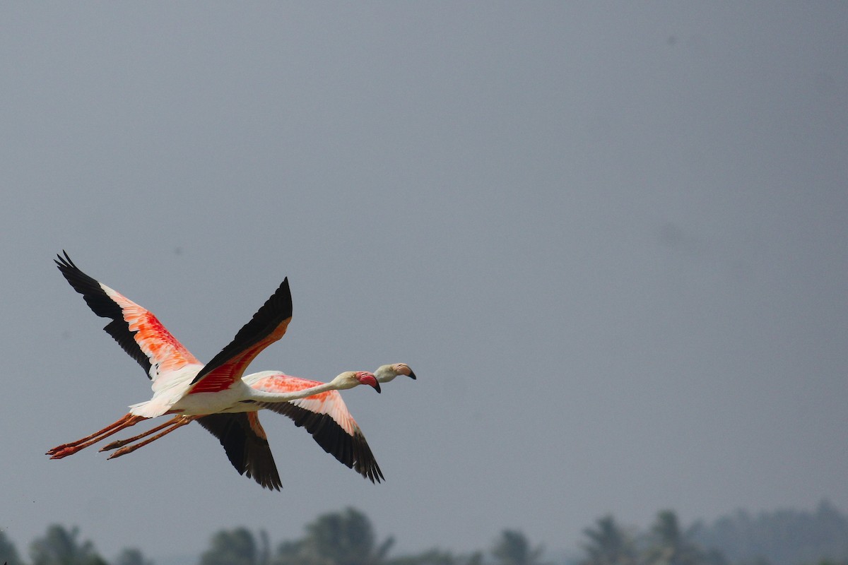 Greater Flamingo - ML120555951