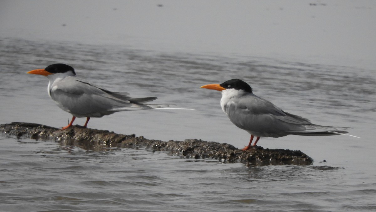 River Tern - ML120556041