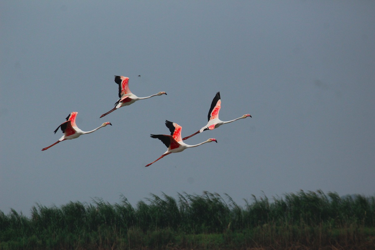 Greater Flamingo - ML120556051