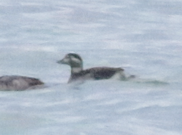 Long-tailed Duck - ML120556361