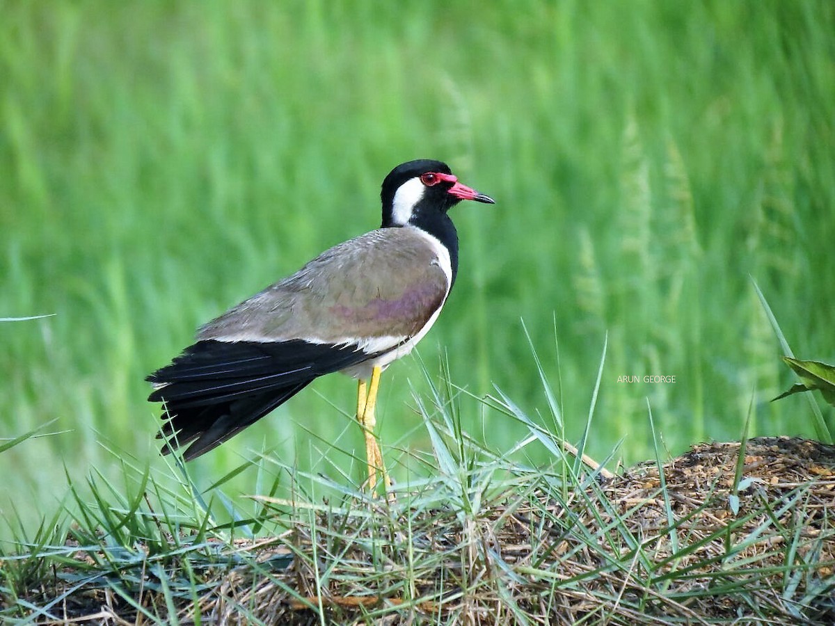 Red-wattled Lapwing - ML120556451