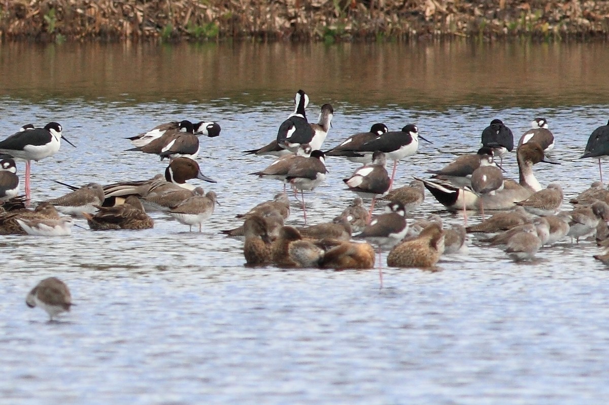 Northern Pintail - ML120556711