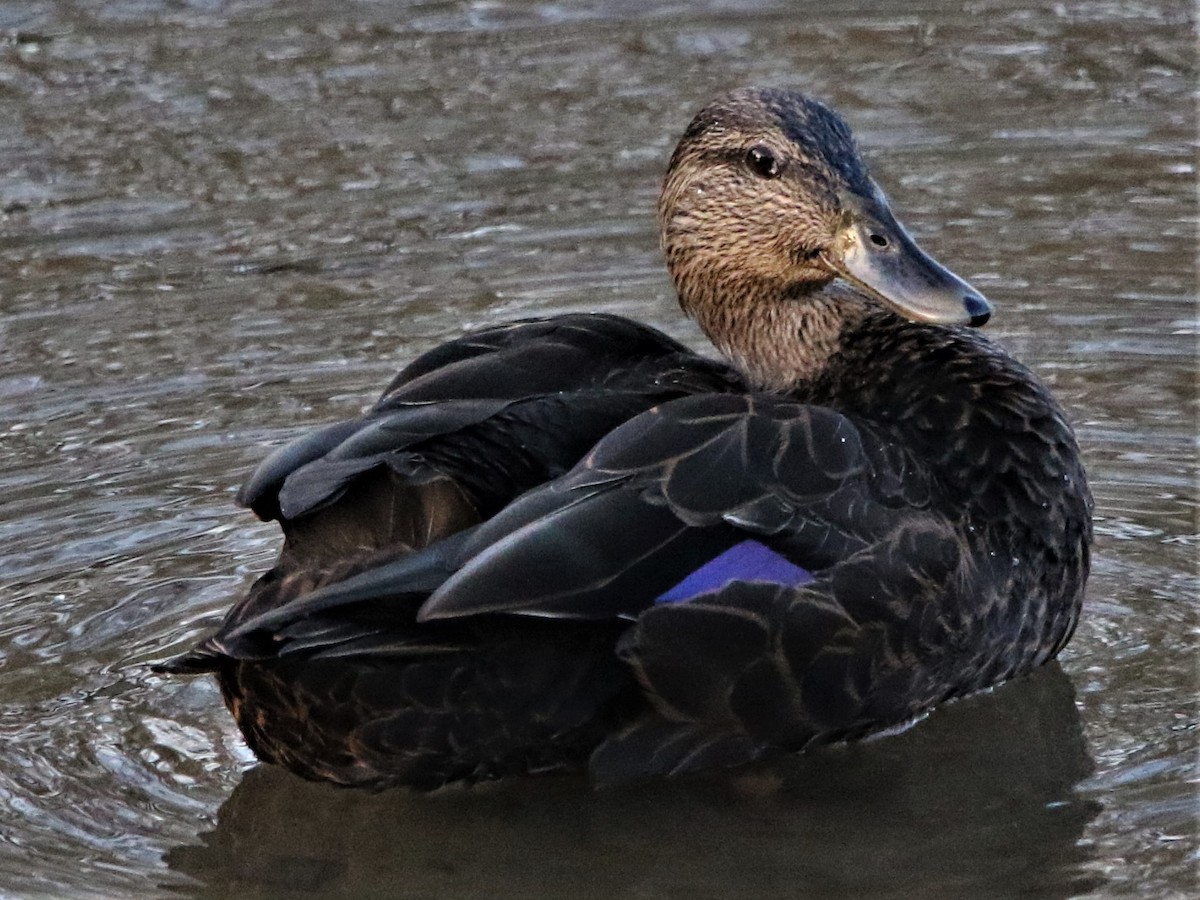 American Black Duck - Robert n Cynthia Danielson