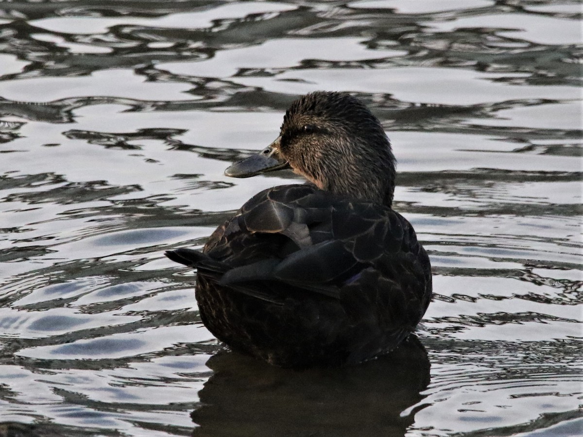 Canard noir - ML120556821