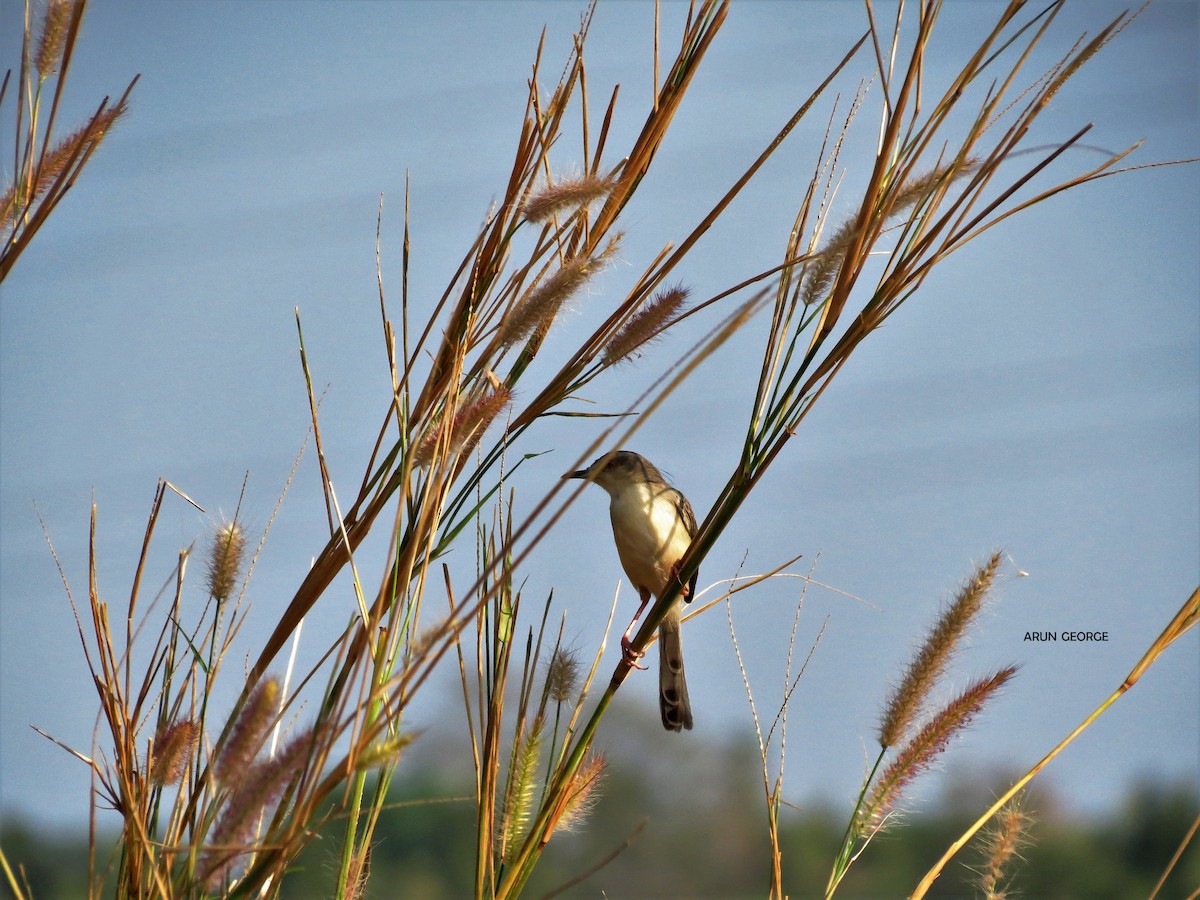 Prinia simple - ML120556991