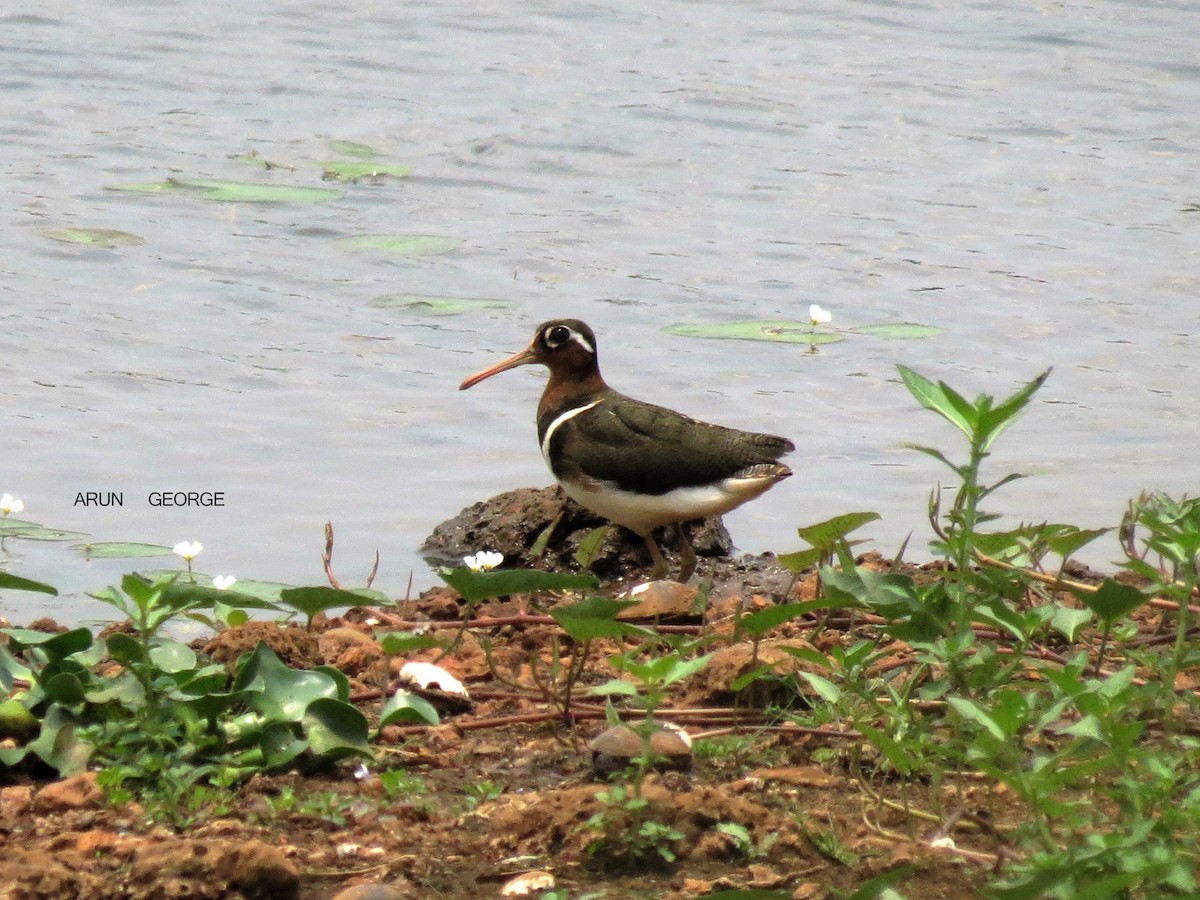 Greater Painted-Snipe - ML120557051