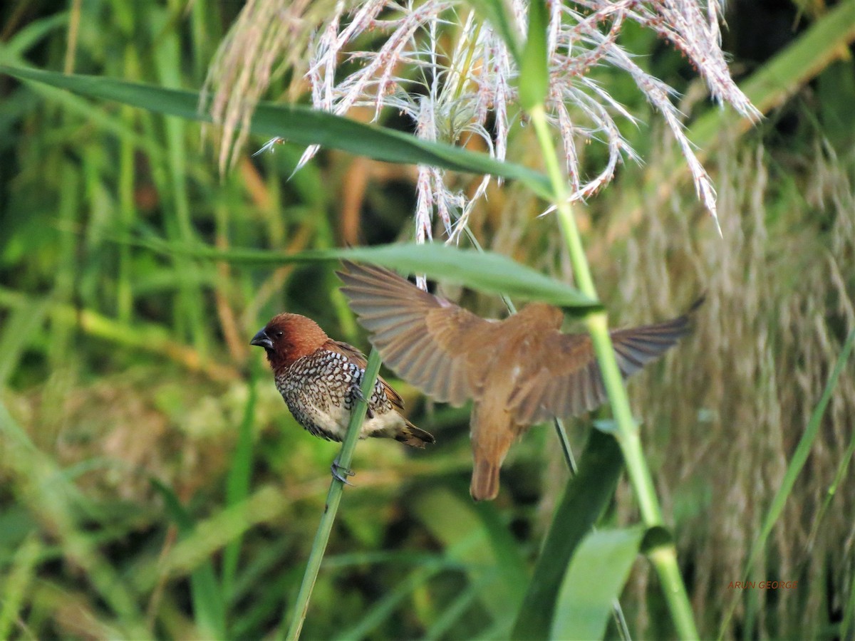 Scaly-breasted Munia - ML120557081