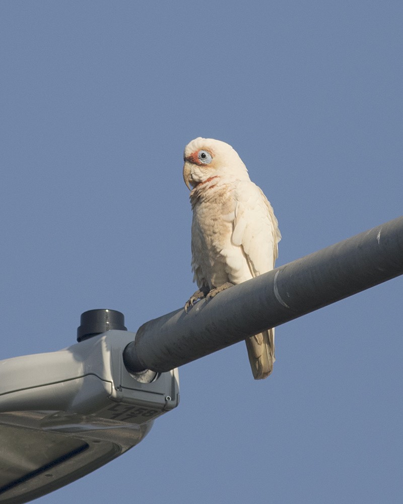 Long-billed Corella - ML120558531