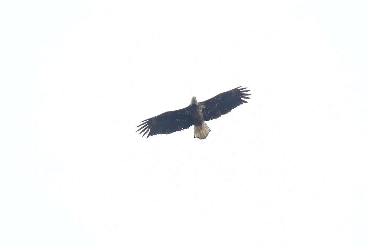 Bald Eagle - ML120558721