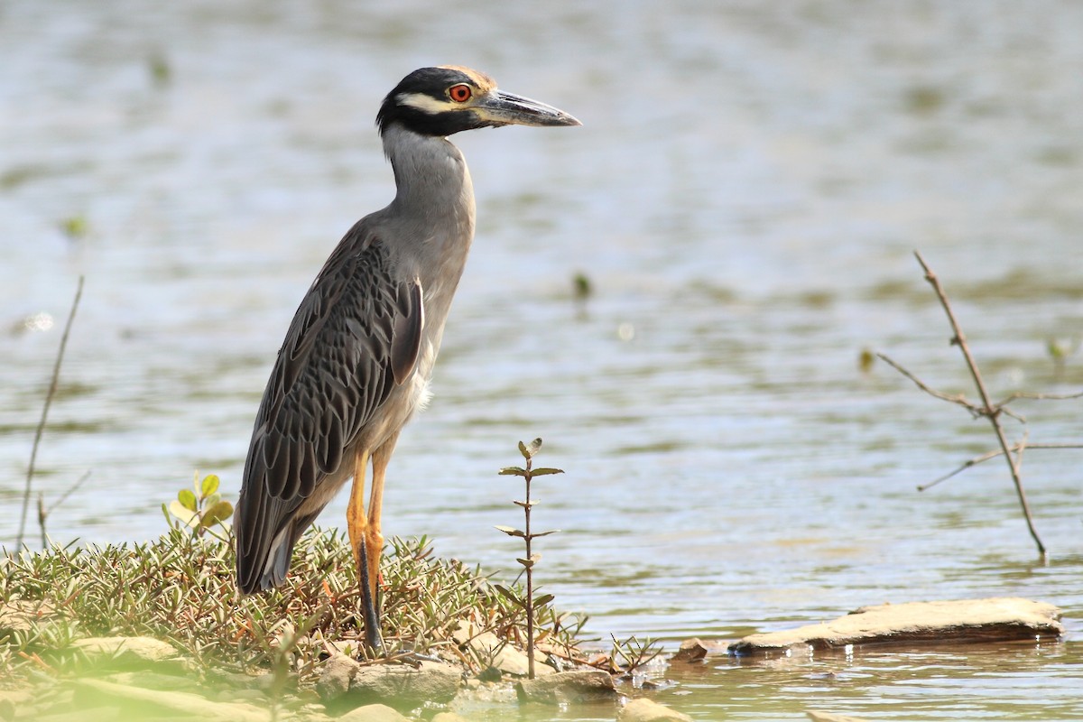 Yellow-crowned Night Heron - ML120559041