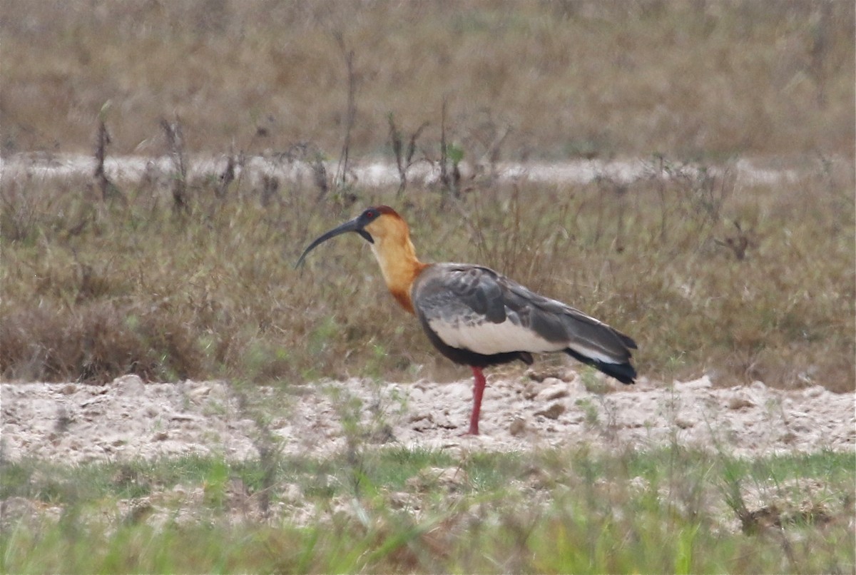 Buff-necked Ibis - Gil Ewing