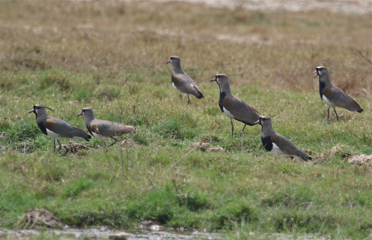 Southern Lapwing - ML120559211