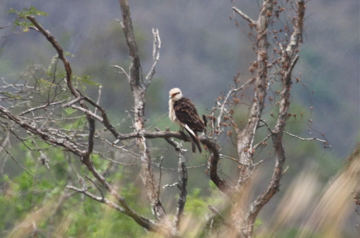 Yellow-headed Caracara - Gil Ewing