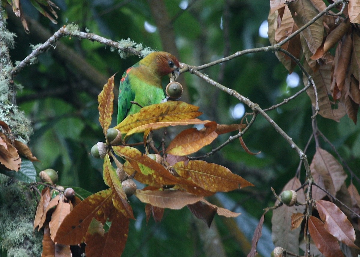 Rusty-faced Parrot - ML120559291