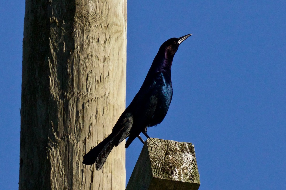 Boat-tailed Grackle - ML120561341