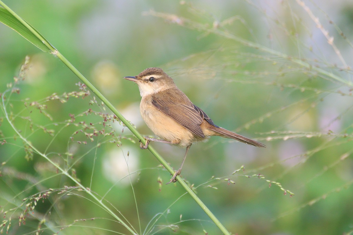 Manchurian Reed Warbler - Roman Lo
