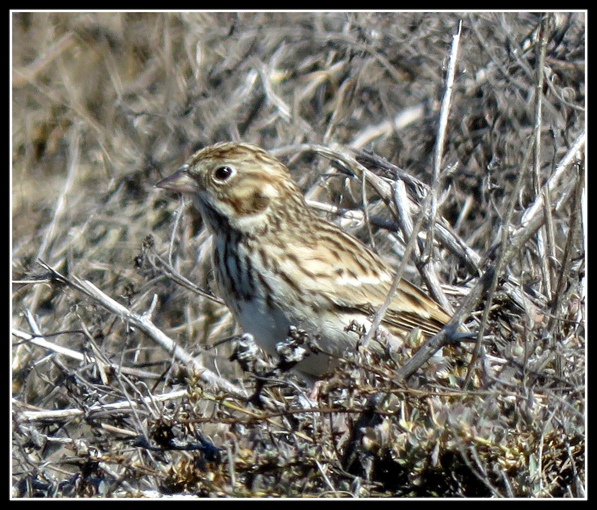 Vesper Sparrow - ML120563281