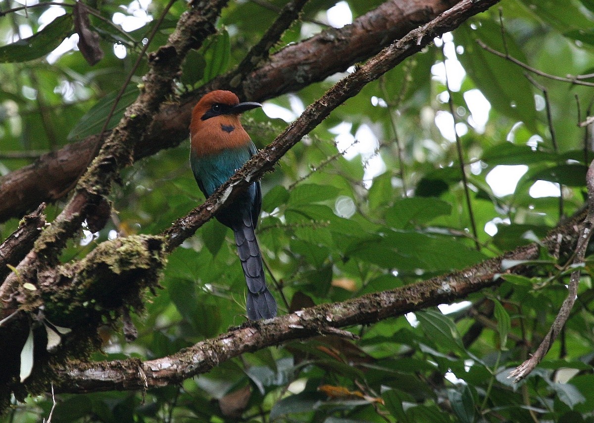 Motmot à bec large - ML120563341