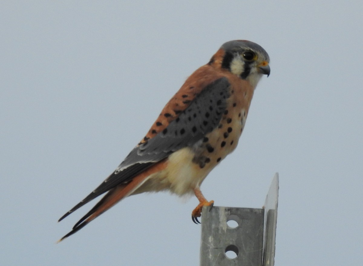 American Kestrel - ML120563531