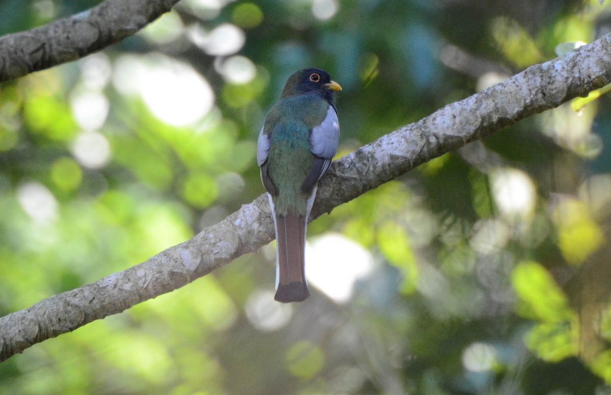 trogon krásný - ML120563641