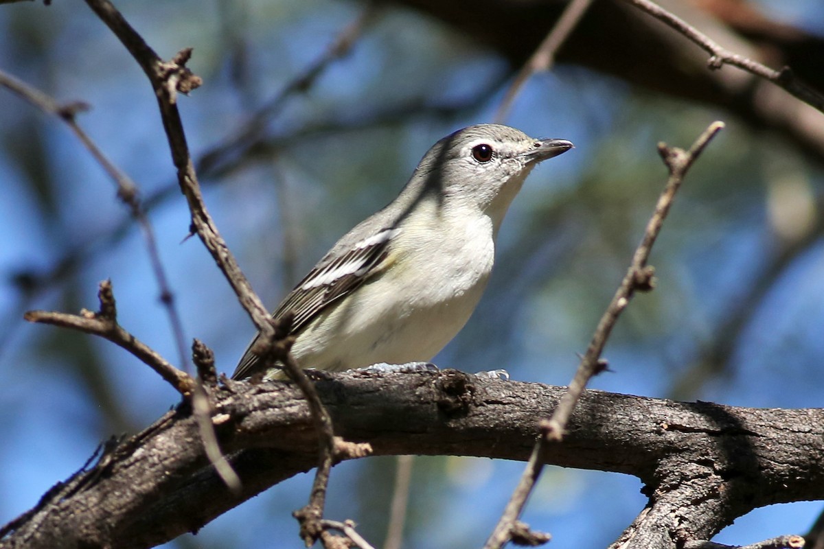 Cassin's Vireo - ML120564721