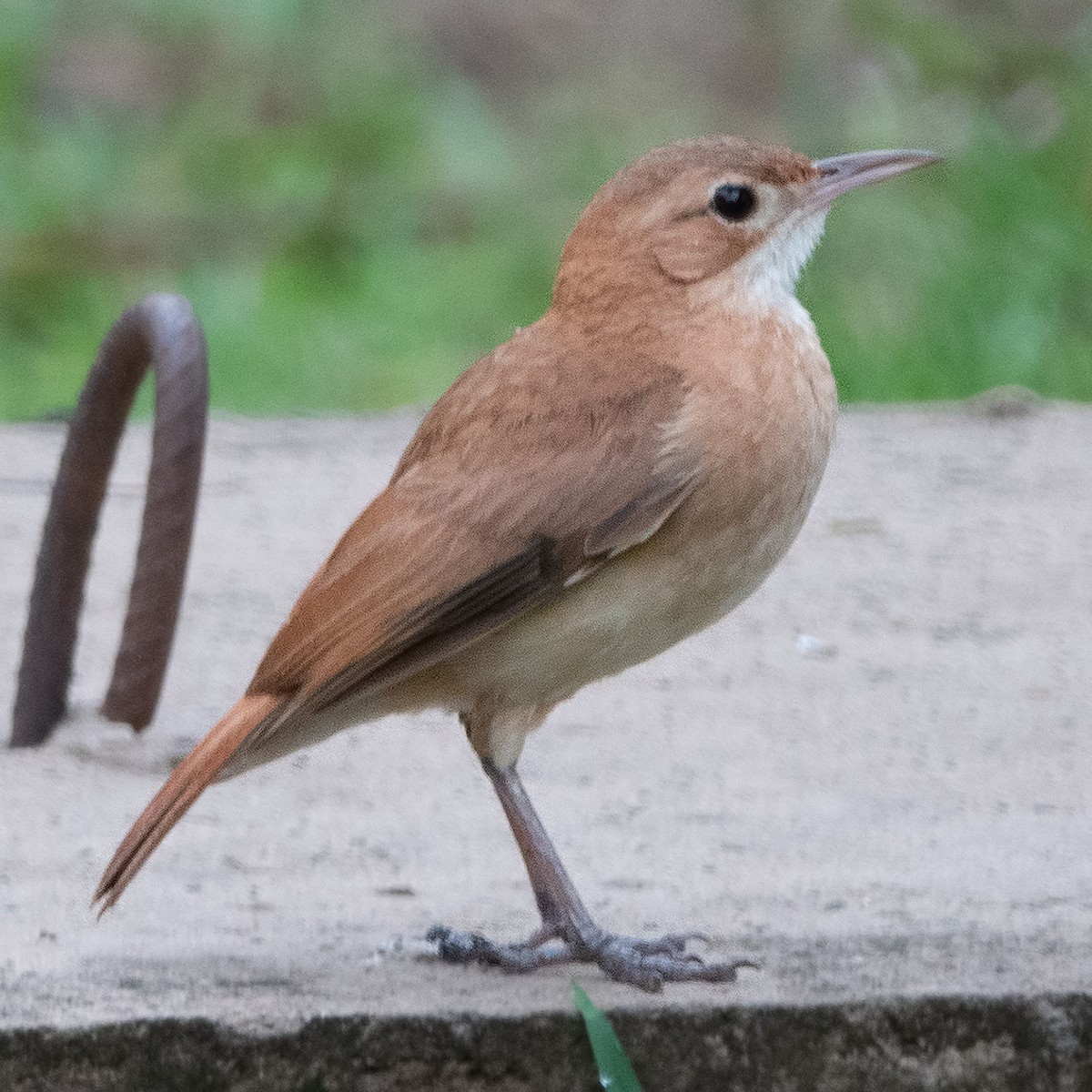 Rufous Hornero - Cedric Bear