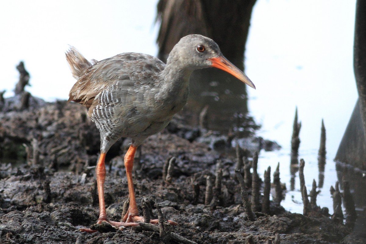 Mangrove Rail - ML120567031