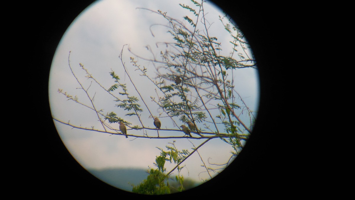 House Sparrow - ML120568021