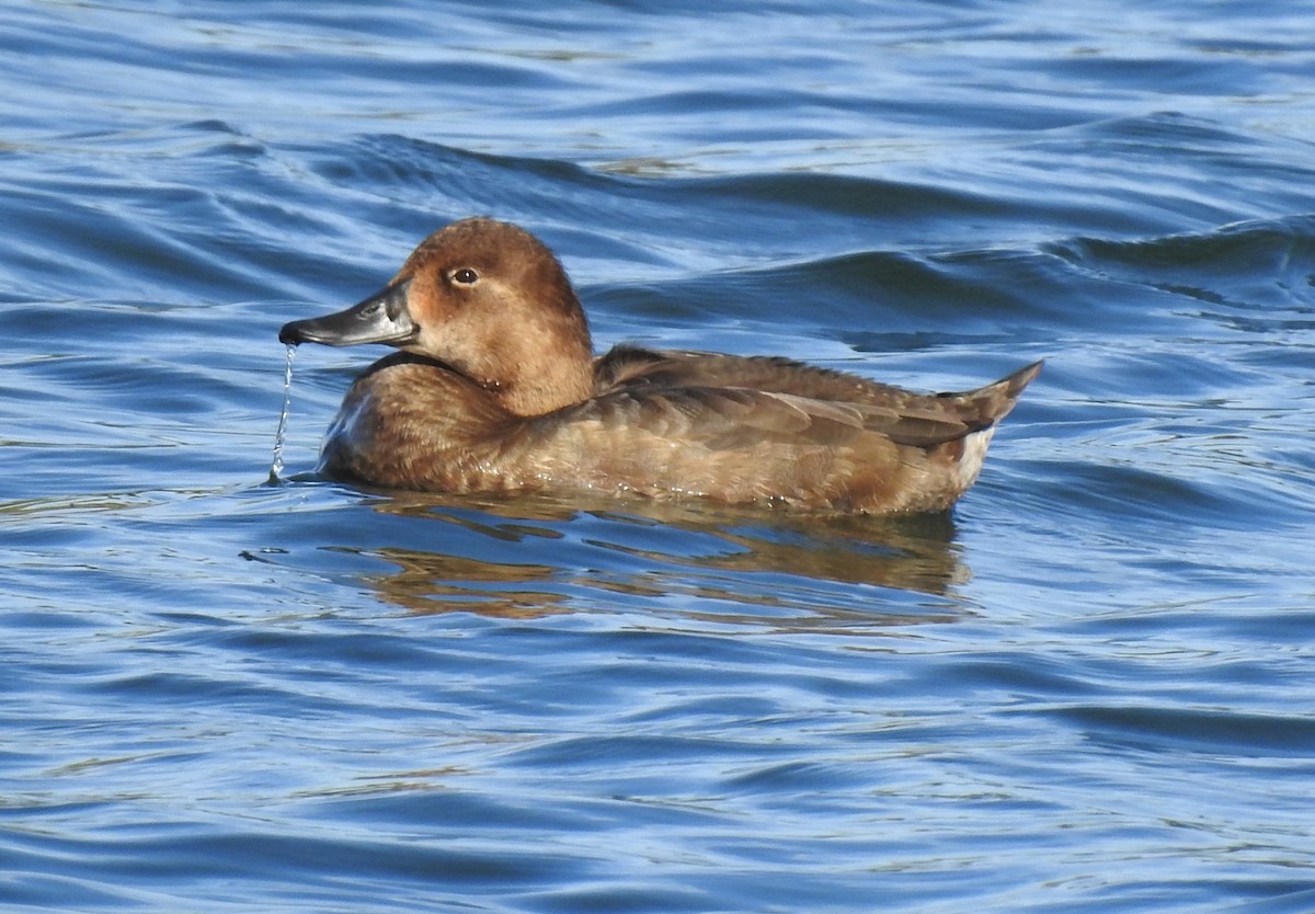 Redhead - Bill Pelletier