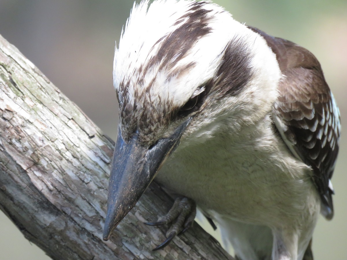 Laughing Kookaburra - ML120570451