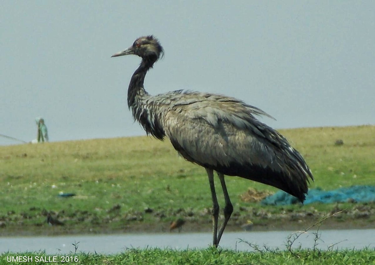 Common Crane - ML120571091