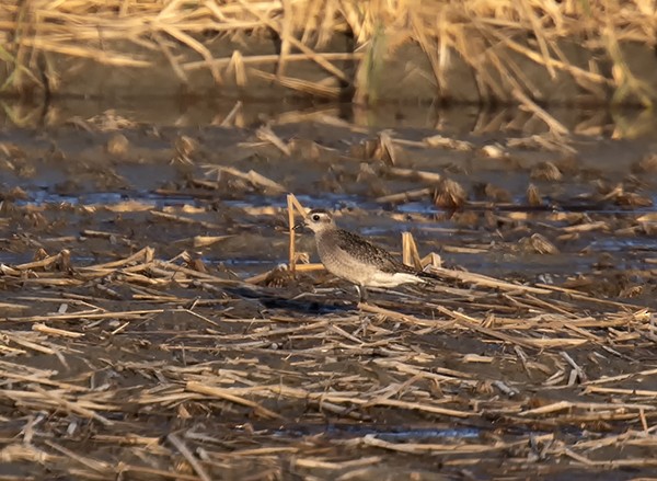 American Golden-Plover - ML120571371