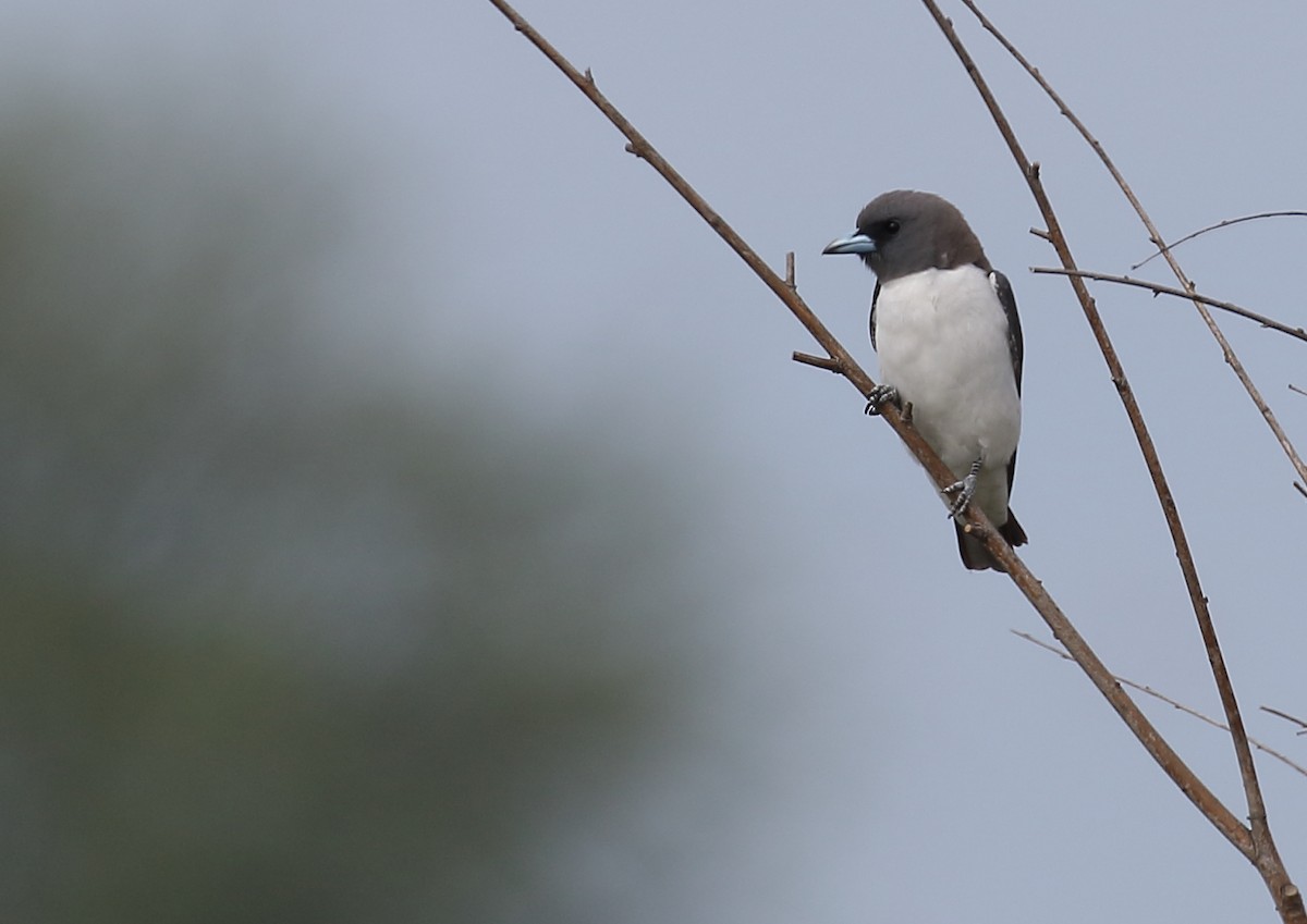 White-breasted Woodswallow - ML120571701