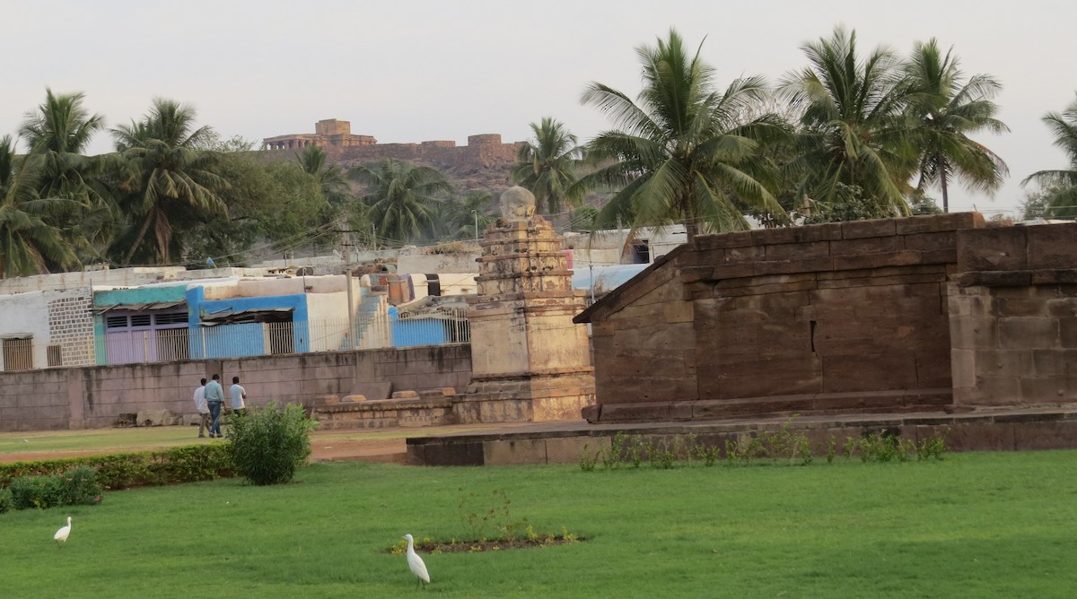 Eastern Cattle-Egret - ML120571791